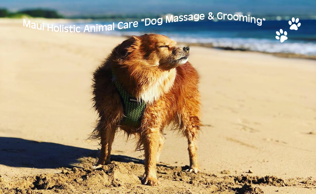 Maui Holistic Animal Care "Dog Massage and Grooming"